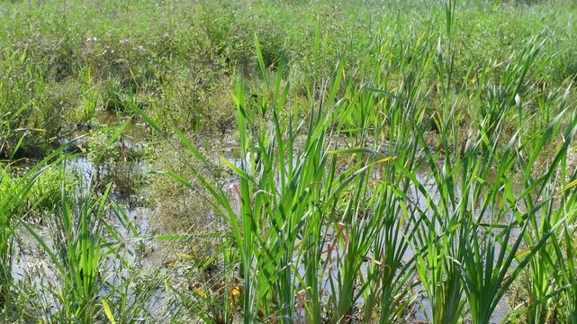 Hard rushs, Narrowleaf cattails and  Common reeds planted at the water's edge to restore the banks of a pond. Juncus inflexus, Typha angustifolia, Phragmites australis, r&eacute;gion Centre, France, Europe