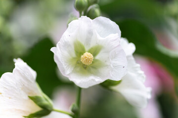 Fototapeta premium White Mallow Blossom in Garden Bloom