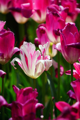 Obraz premium Pink and White Tulips in Bloom