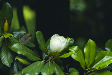 White magnolia bud among glossy green leaves © TrieuBao
