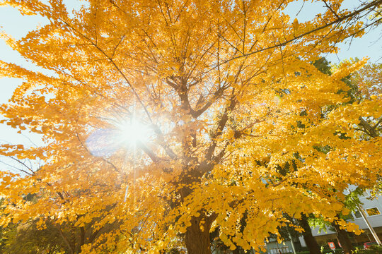 Yellow Ginkgo Trees in Autumn