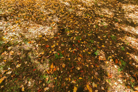 Yellow Ginkgo Trees in Autumn