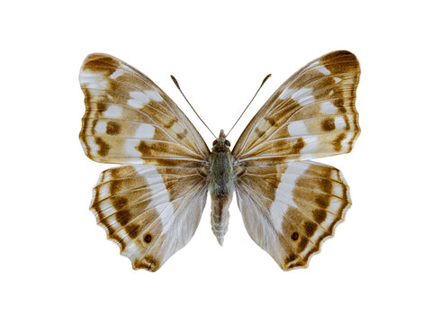 Beautiful lesser purple emperor butterfly Apatura ilia isolated on white.