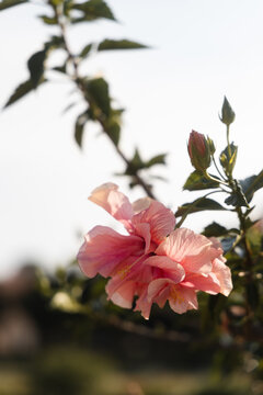 Rosa Hibiskus Bl&uuml;te