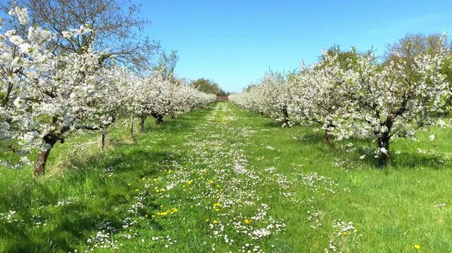 Blossom trees line the path in a sunny orchard during springtime