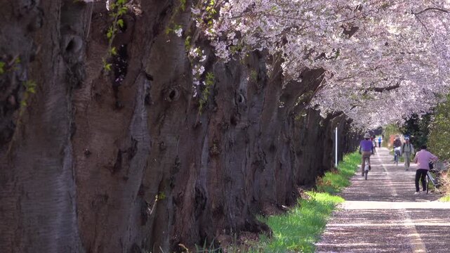 桜並木と歩道