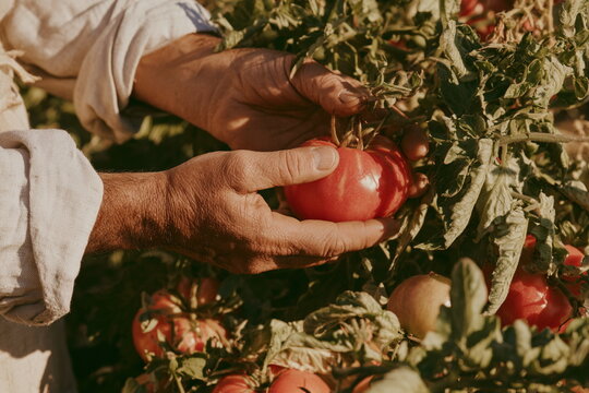 Hands harvesting a ripe red tomato from a lush garden vine, with warm sunlight, green leaves, fresh produce, and a rustic summer farm mood.
