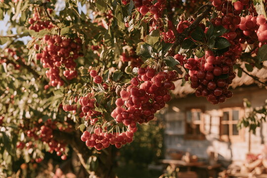 Ripe red apples hang from a lush tree beside a rustic home, creating a warm orchard scene with green leaves, fruit, sunlight, and country charm.