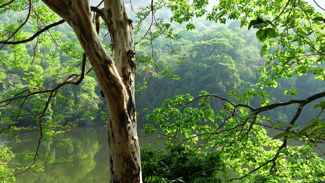 A beautiful scenery in Kerala, India with greenery, trees, and a river