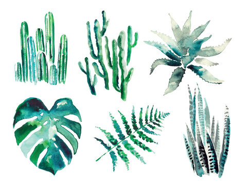 set of cacti and leaves