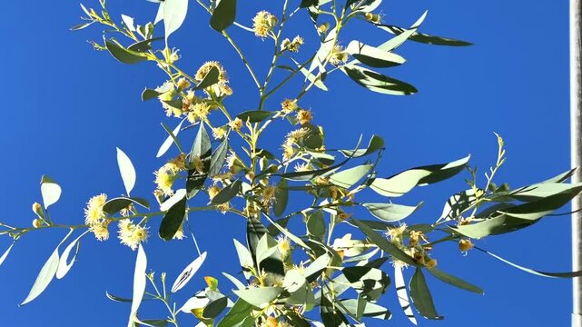 Bright sunlight shines on a eucalyptus branch with yellow flowers and green leaves against a clear blue sky