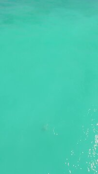 Vertical video. Top Down Aerial View Of Lone Sea Turtle Gliding Through Crystal Turquoise Ocean Waters, Marine Wildlife Conservation And Natural Ecosystem in Bali