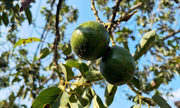 Lush green organic avocado fruit ripening on a tree branch, capturing raw agricultural 