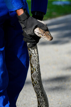 Rescuer Handling Captured Python Snake Close Up