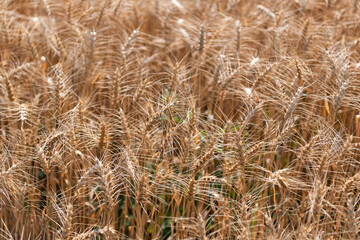 Fototapeta premium Barley grain and spikelet. Wheat ears background. Ripe barley field. Barley grain harvest. Crop harvest in summer. Agriculture field with ripe wheat harvest. Countryside farming