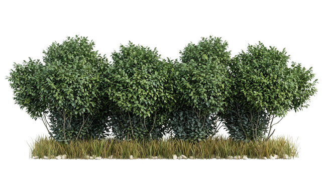 Eine Reihe von gr&uuml;nen, dicht belaubten B&uuml;schen auf einem Streifen aus trockenem Gras, isoliert vor einem wei&szlig;en Hintergrund, ideal f&uuml;r architektonische Visualisierungen.