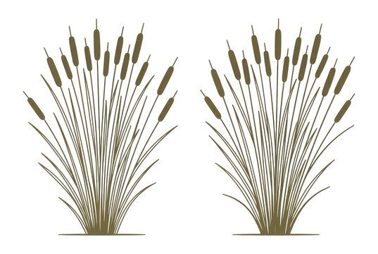 Zwei stilisierte Rohrkolben-Pflanzen als Vektorgrafik in brauner Farbe auf wei&szlig;em Hintergrund, ideal f&uuml;r Natur-Designs, botanische Illustrationen oder &ouml;kologische Konzepte.