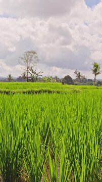 Vertical video. Lush Green Rice Field Under Dramatic Cloudy Sky in Bali, Tropical Agricultural Landscape And Rural Scenery