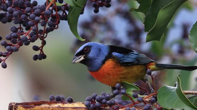 A stunningly beautiful and colorful Fawn-breasted Tanager (*Pipraeidea melanota*) is perched amidst a cluster of dark purple berries.