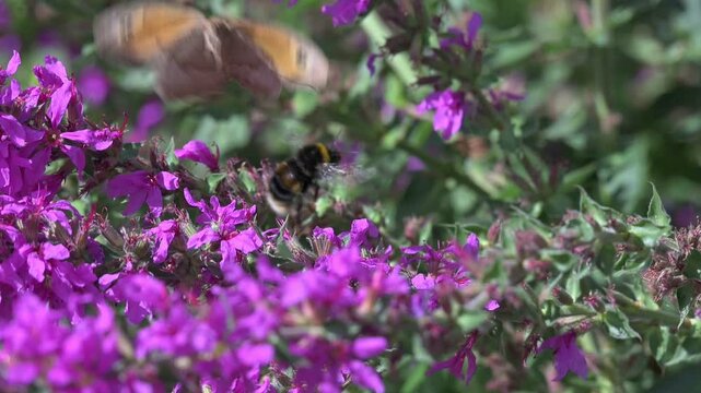 Meadow Brown butterfly (Maniola jurtina) disturbed while feeding by a White Tailed Bumblebee (Bombus lucorum). August, Kent, UK [Slow motion x10]