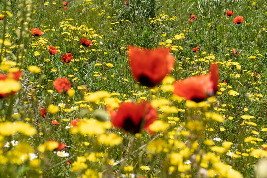 Blooming poppies in a meadow on a sunny day, selective focus