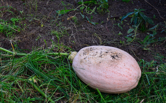 Spaghetti Squash Lying on Grass and Dirt copy space