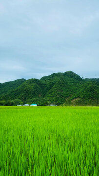 Green agricultural rice fields stretching towards distant mountains with agriculture