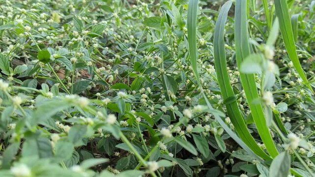 a close-up shot of a lush patch of Alternanthera sessilis (sessile joyweed) wildflowers with tiny white blossoms gently swaying in the breeze, creating a calm and natural atmosphere