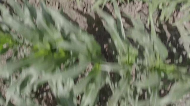 Close up of corn leaves and plants in dense growth under daylight for agriculture crop plant foliage nature drone photography footage professional footage media