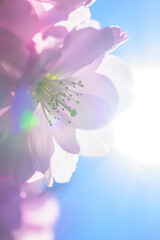 Artistic closeup of cherry blossom Prunus serrulata with sun flare and soft dreamy lighting. © Trygve