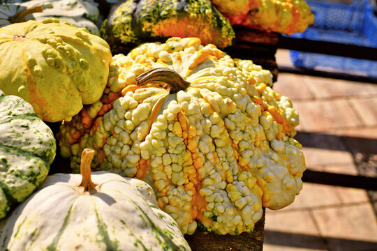 Warted yellow Cucurbita pepo Patisson Strie Melange squash