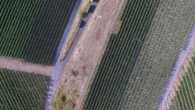 Aerial drone footage flying over terraced vineyards in the Kaiserstuhl region. The camera captures the geometric patterns of the vine rows