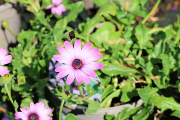 Osteospermum 'Cannington Roy'.  Close up of lilac pink mauve african daisy flower with petals graduating to paler pink at the centre and deep brown eye.   © Ros Burnley