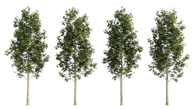 Conjunto de cuatro &aacute;rboles de hoja caduca realistas aislados sobre un fondo blanco puro, perfectos para visualizaci&oacute;n arquitect&oacute;nica, dise&ntilde;o de paisajes y proyectos de renderizado 3D.