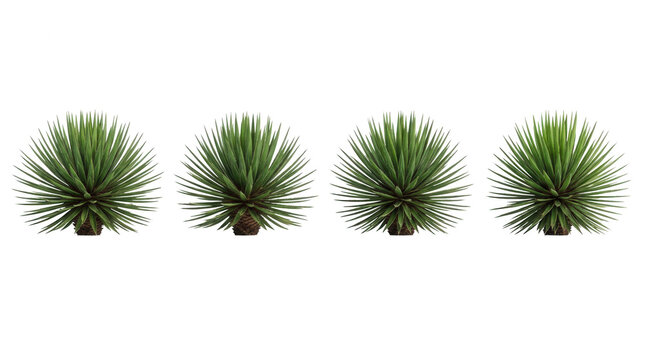 Cuatro plantas de agave geminiflora con hojas verdes y puntiagudas alineadas en una fila horizontal sobre un fondo blanco aislado.