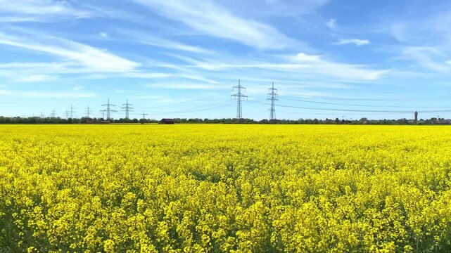 Bright yellow field with power lines and blue sky on a sunny day