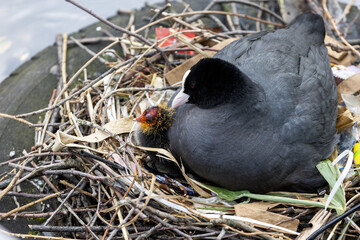 Netherlands. Amsterdam. Coot with Chicks in Its Nest. © Алексей Смышляев