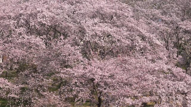 桜の丘/パン