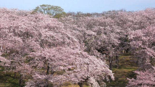 桜の丘/パン