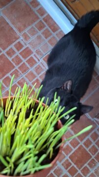Cute black cat eating green cat grass as a diet and food for vitamins and fiber on a terrace