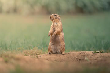 Alert Prairie Dog Standing Upright in Grassland - Alert prairie dog standing upright on a burrow surrounded by soft green grass, with a spacious blurred background providing generous copy space. © Bruno