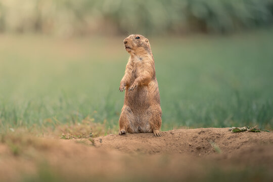Alert Prairie Dog Standing Upright in Grassland - Alert prairie dog standing upright on a burrow surrounded by soft green grass, with a spacious blurred background providing generous copy space.