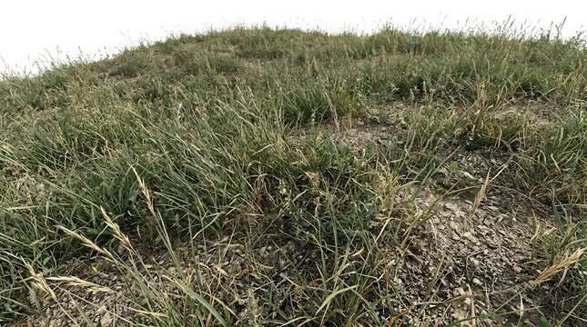 Mont&iacute;culo de c&eacute;sped silvestre con detalles de hierba verde y seca aislado sobre fondo blanco para proyectos de paisajismo y dise&ntilde;o.