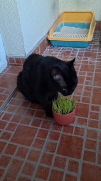 Cute black cat eating green cat grass as a diet and food for vitamins and fiber on a terrace
