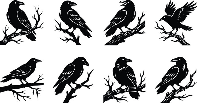 Raven Perched on Bare Tree Branch Vector Silhouette Set