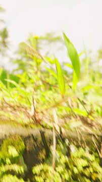 Vertical video. Slow Motion View Across Bright Green Rice Fields Near Tropical Forest And Palm Trees, Idyllic Agricultural Landscape Under Sunny Sky