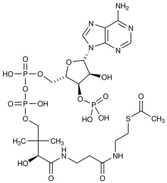 Acetyl-CoA Acetyl Coenzym A Chemische Strukturformel Molek&uuml;l
