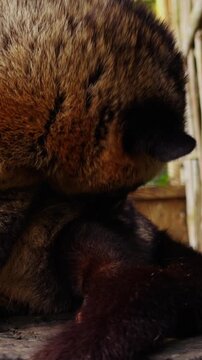 Vertical video. Asian Palm Civet Grooming Near Moss Covered Wood Surface, Natural Wildlife Behavior Observed in Tropical Setting