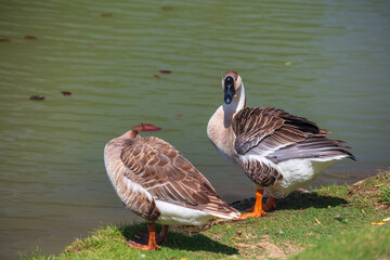Pair of Geese Standing by a Pond © VuDieu