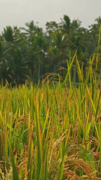 Vertical video. Golden Rice Plants Growing in Tropical Agricultural Field With Palm Trees and Rural Landscape in Background